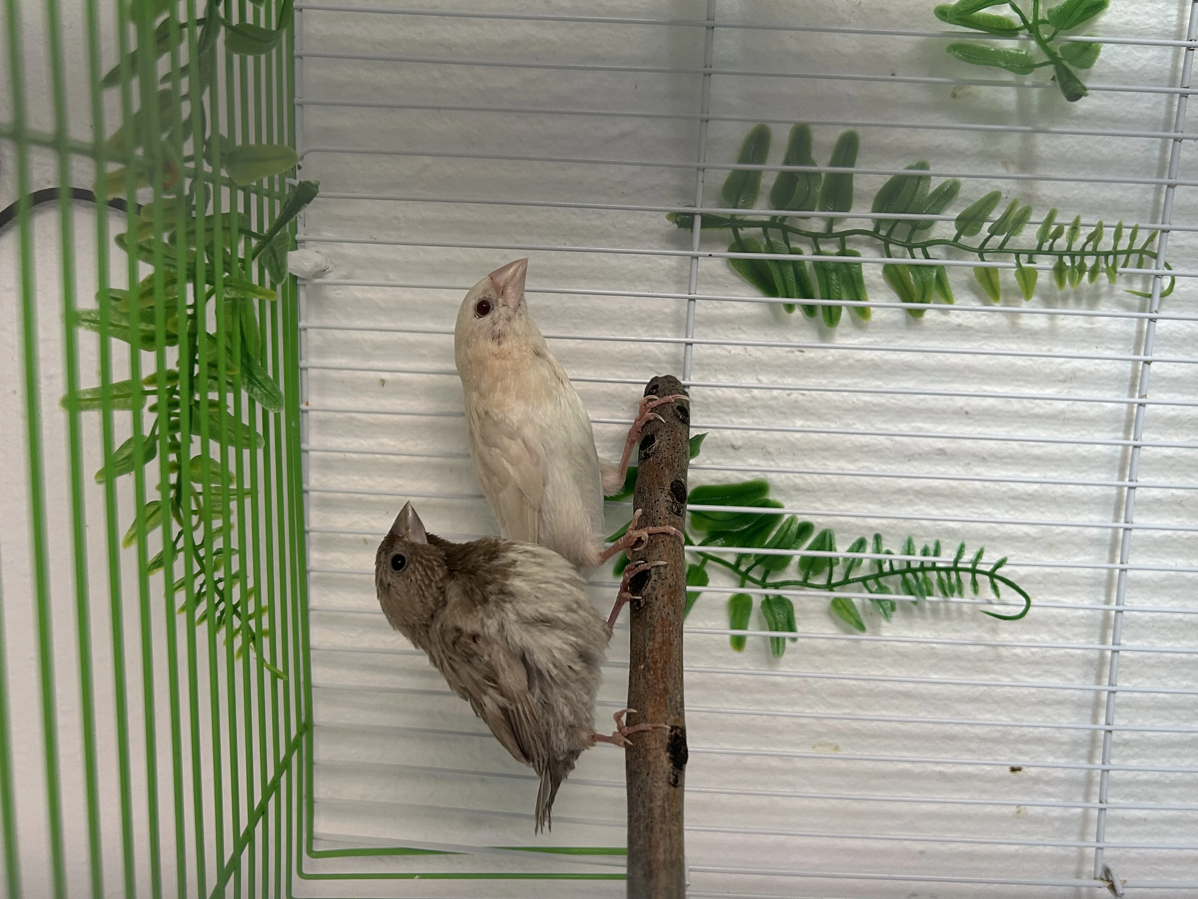 Pareja isabelitas del japón